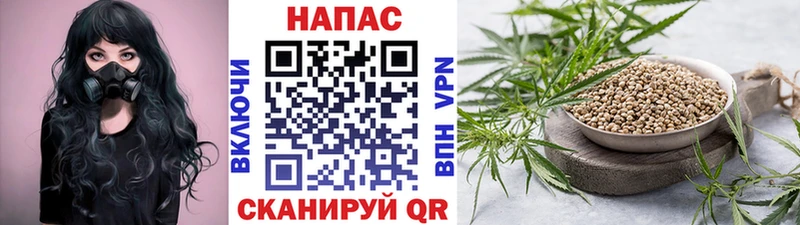 Канабис конопля  Магас 